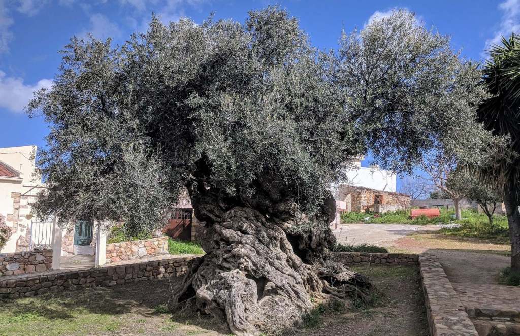 Olivo de Vouves