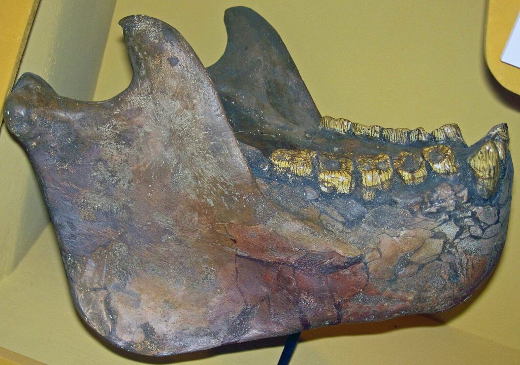 Del mito a la ciencia, la historia del mono gigante que pesaba 300 kilos y vivía en la selva asiática 4