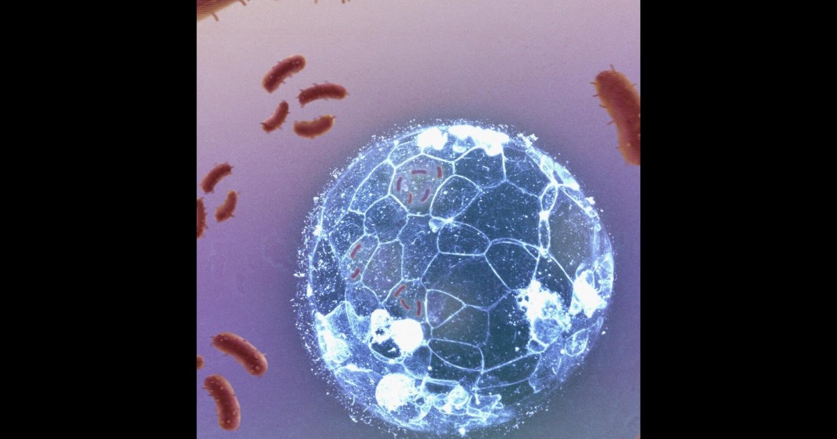 Haciendo contacto: nuestro primer encuentro con los habitantes del micromundo