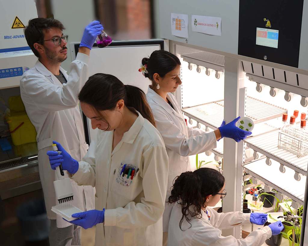 Jorge Peláez, María Fuertes-Rabanal, Marina González-Zuloaga y Sara I. Yugueros (de izquierda a derecha) realizan sus tesis doctorales investigando distintos aspectos de la interacción planta-patógeno y la protección de cultivos