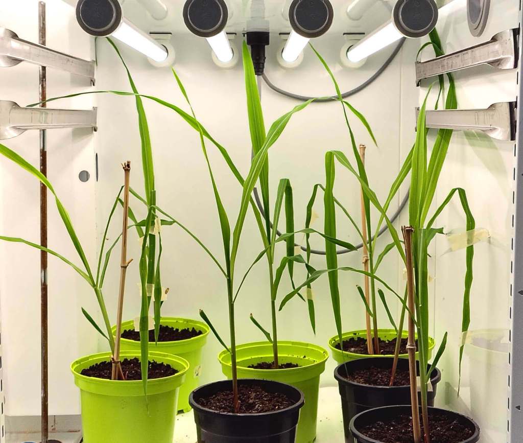 Plantas de maíz