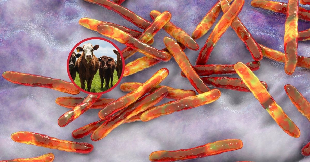 Tuberculosis zoonótica, una antigua historia compartida entre animales y humanos