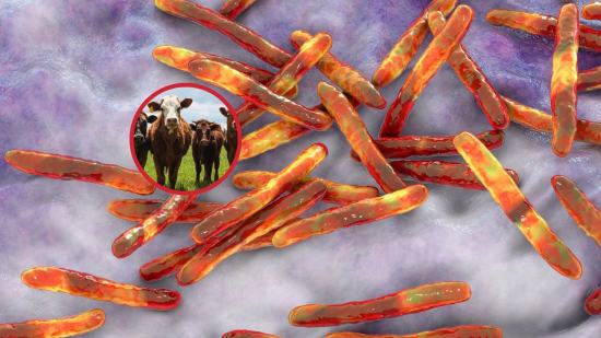 La tuberculosis zoonótica puede transmitirse del ganado y la fauna silvestre a los humanos, revelando una amenaza sanitaria que conecta salud animal y humana.