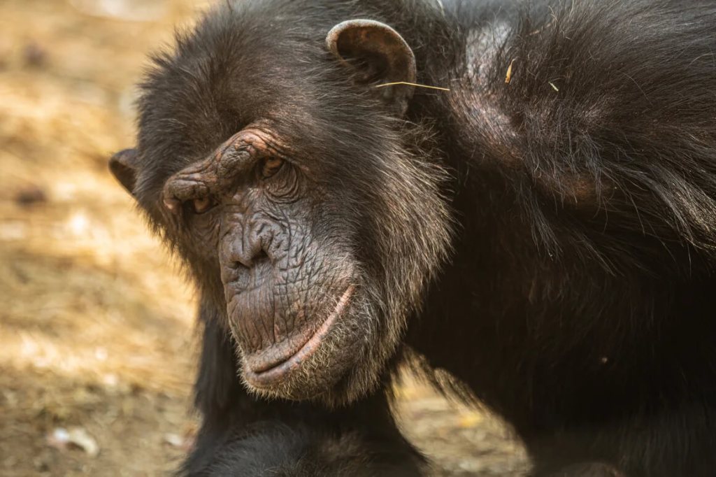 Los chimpancés también tienen tendencias virales, científicos documentan cómo inventan y difunden gestos por pura imitación social
