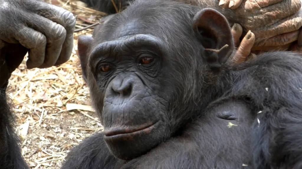 Los chimpancés también tienen tendencias virales, científicos documentan cómo inventan y difunden gestos por pura imitación social