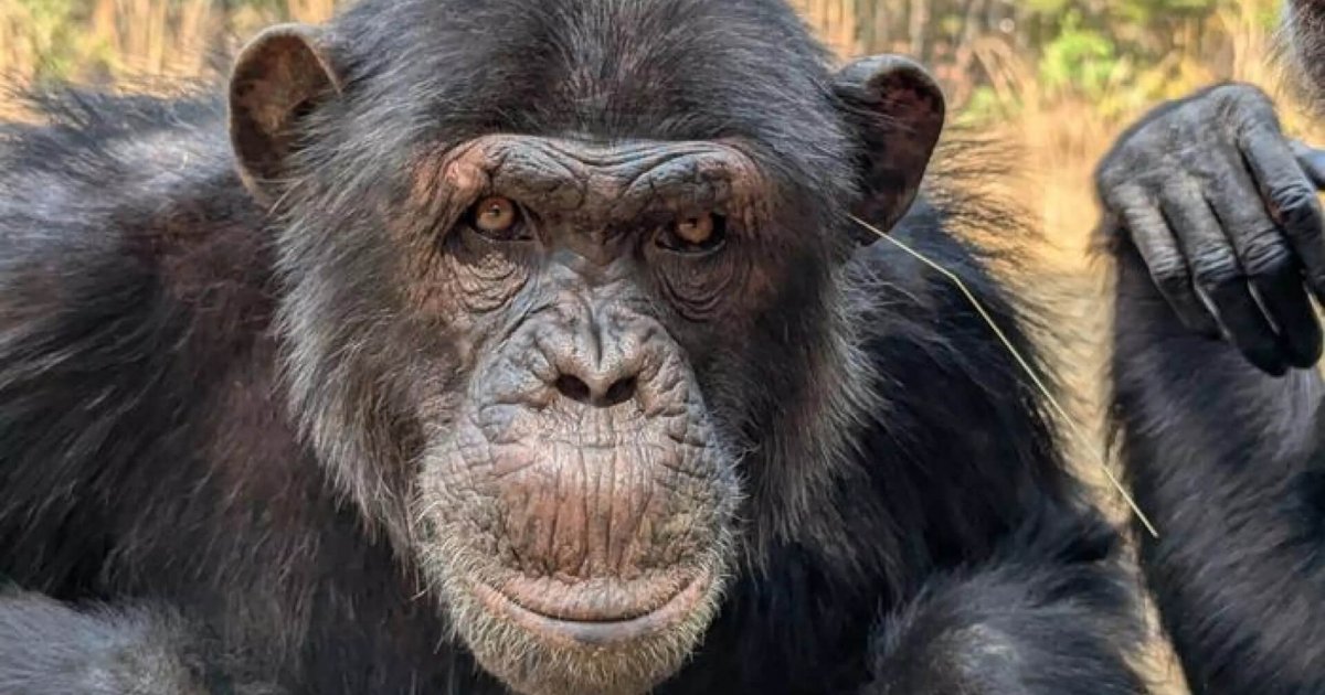 Los chimpancés también tienen tendencias virales: científicos documentan cómo inventan y difunden gestos por pura imitación social