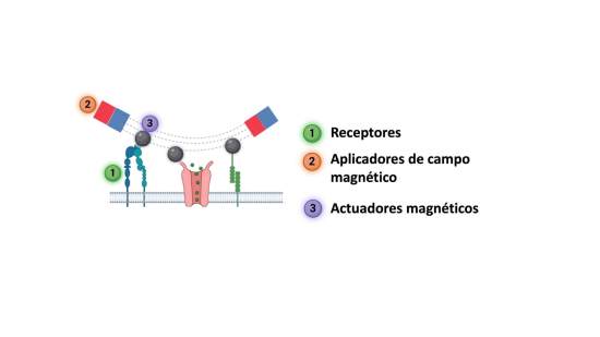 Magnetogenetica. Concepto de magnetogenética