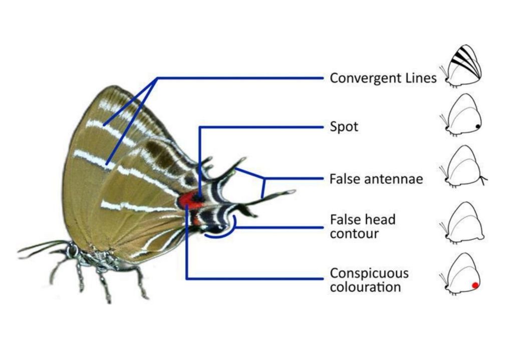 Airamanna columbia