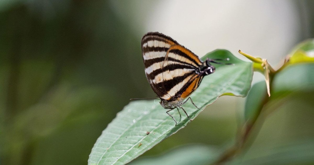 El increíble engaño de las mariposas con “doble cabeza” que está sorprendiendo a los científicos