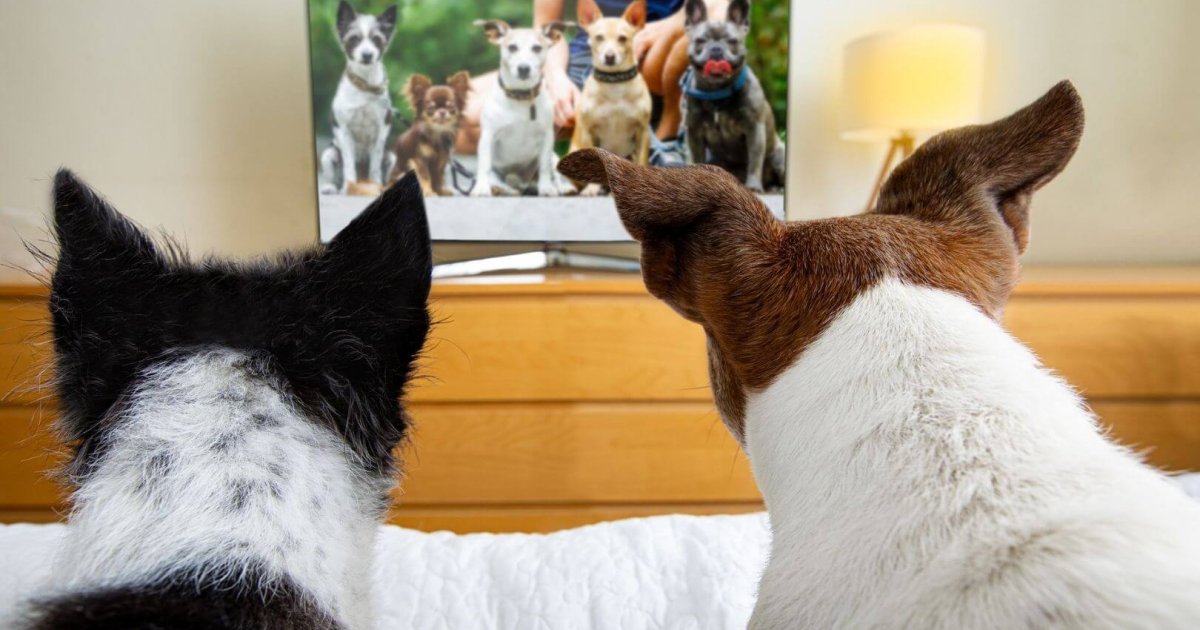 Un hallazgo sorprendente: los perros tienen preferencias de TV según su carácter (y esto es lo que más les atrae)