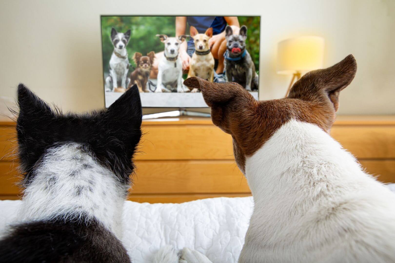 Dos perros mirando la televisión