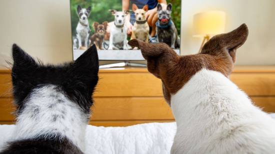 Dos perros mirando la televisión