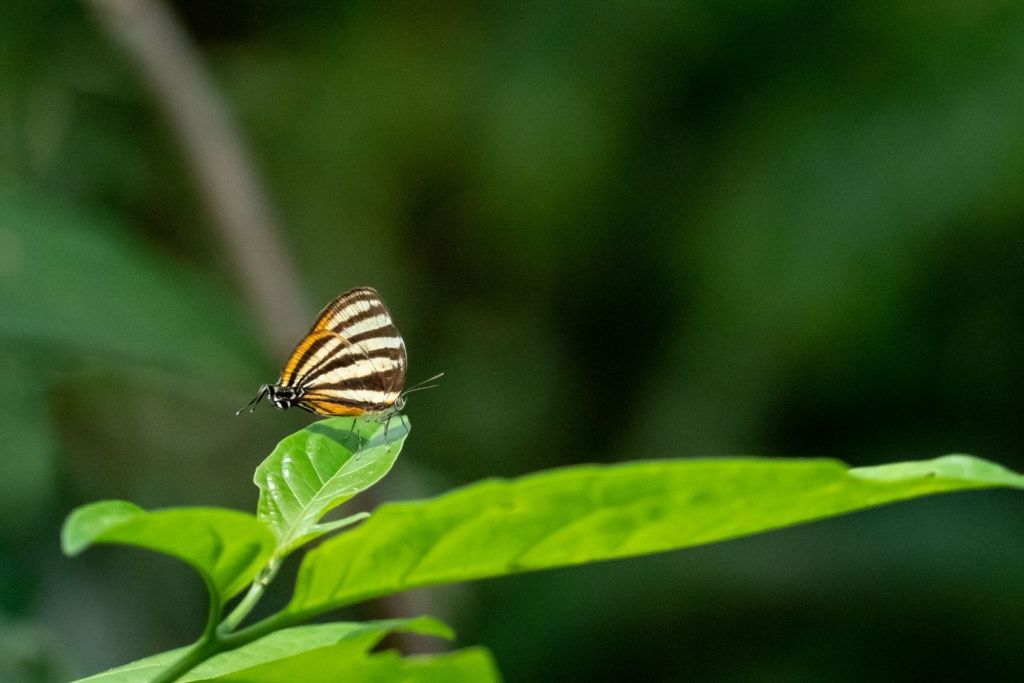 Arawacus aetolus