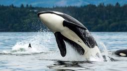 Un grupo de orcas