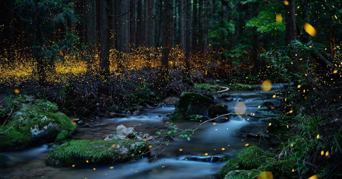 Por qué las luciérnagas brillan desde hace 140 millones de años: el sorprendente mecanismo natural que les permite crear luz sin calor y comunicarse con señales de cortejo, advertencia y engaño en la oscuridad