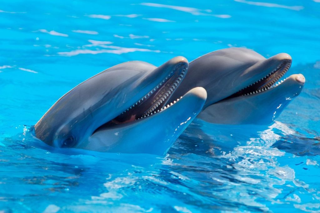 Un nuevo estudio revela que los delfines nariz de botella usan un gesto similar a una sonrisa para jugar