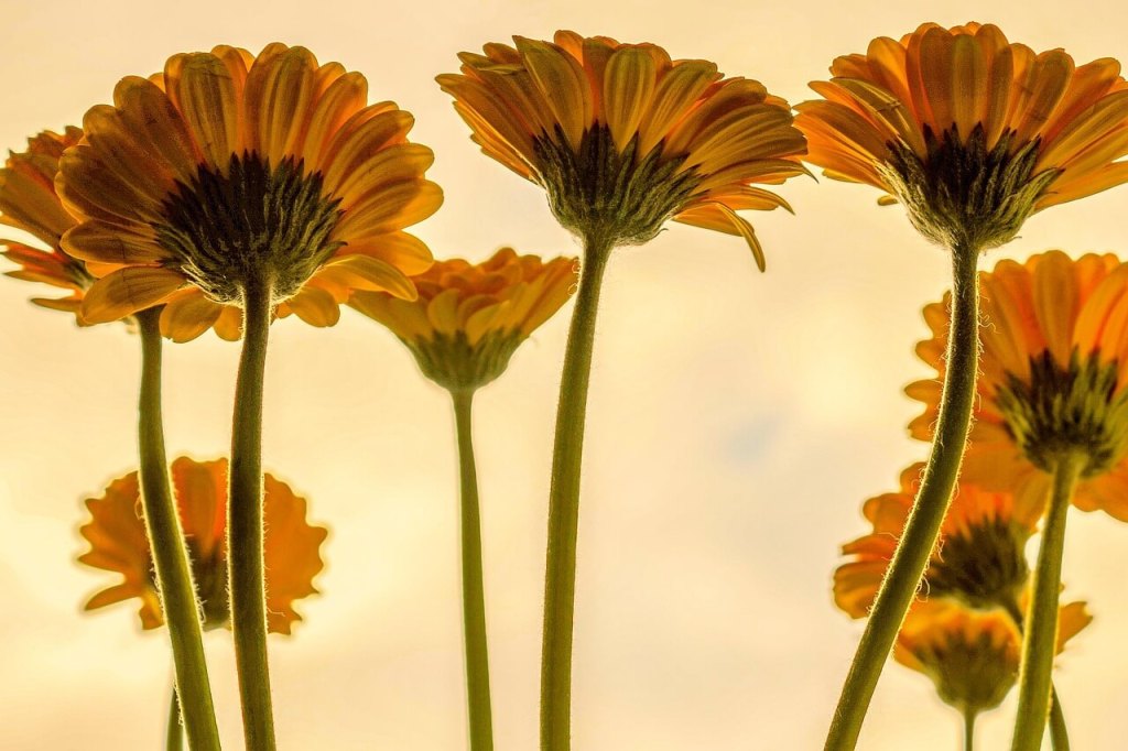 Girasoles
