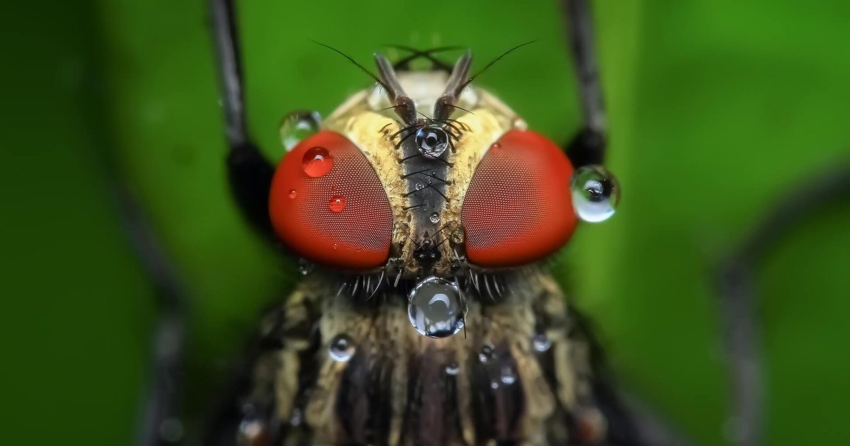¿Las moscas viven solo un día? La ciencia desmonta este y otros mitos del reino animal que siguen muy vivos