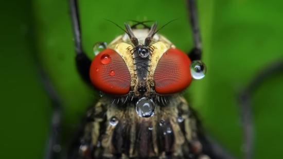 ¿Las moscas viven solo un día? La ciencia desmonta este y otros mitos del reino animal que siguen muy vivos
