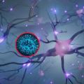 ¿Las neuronas no se regeneran? Mitos sobre salud que la ciencia ya ha desmentido
