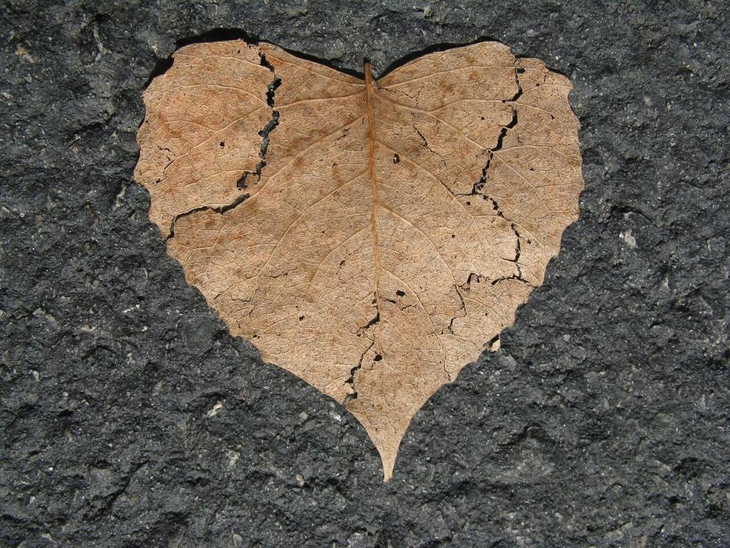 ¿De verdad puedes morir de un corazón roto? La ciencia confirma que el duelo intenso puede acortar tu vida 2