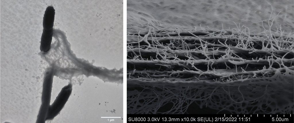 ¿Pueden las bacterias producir celulosa como las plantas