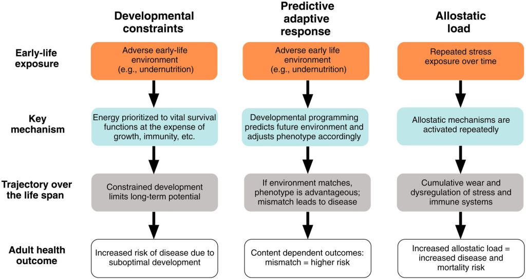 Tres modelos en el desarrollo de la salud