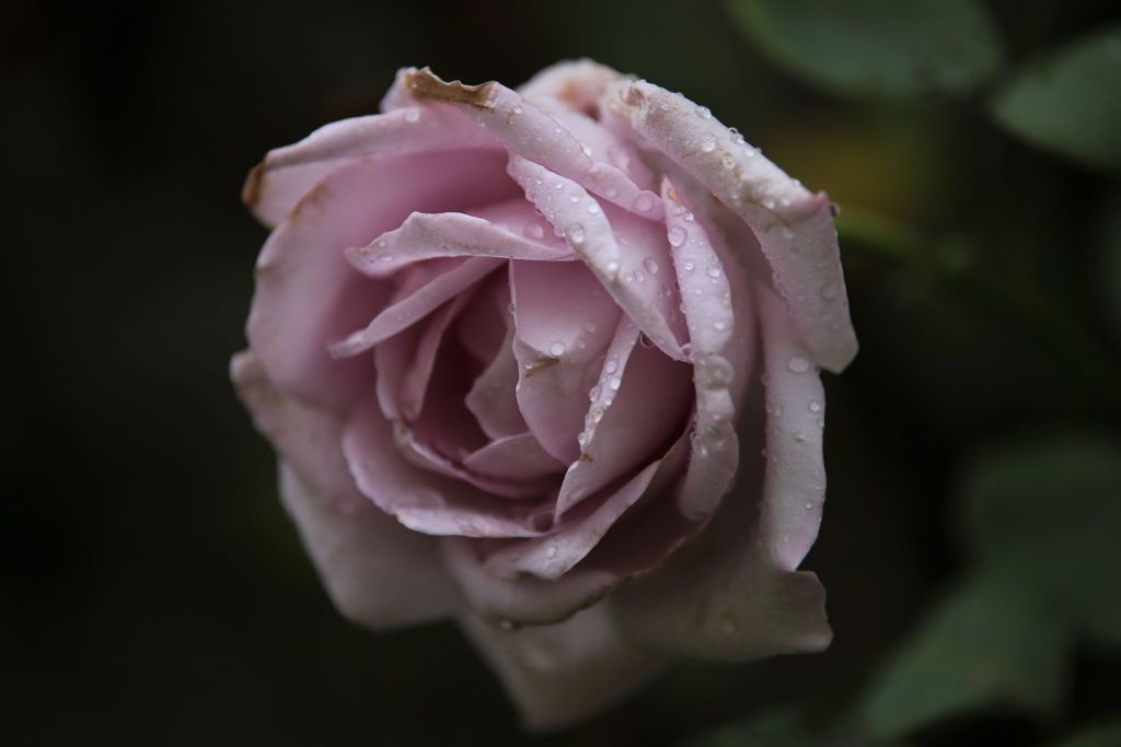 Rosa