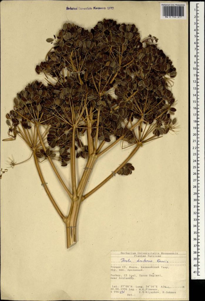 Ferula drudeana