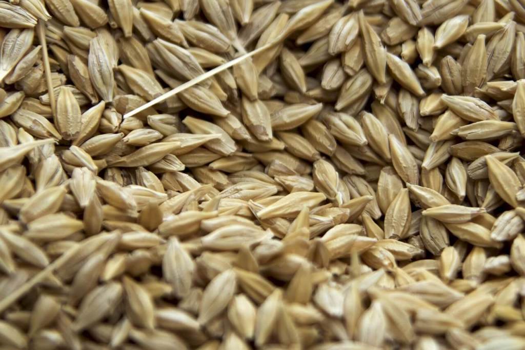 De nómadas a agricultores- el giro que transformó nuestra forma de vivir y dio origen a la sedentarización 5