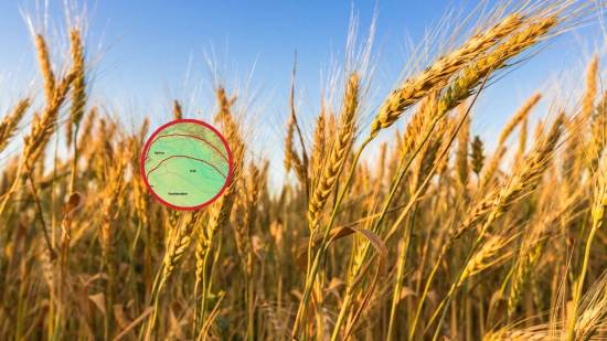 De nómadas a agricultores, el giro que transformó nuestra forma de vivir y dio origen a la sedentarización