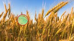De nómadas a agricultores, el giro que transformó nuestra forma de vivir y dio origen a la sedentarización