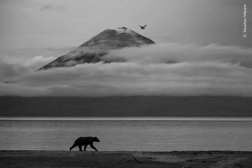 Essence of Kamchatka, de Kesshav Vikram