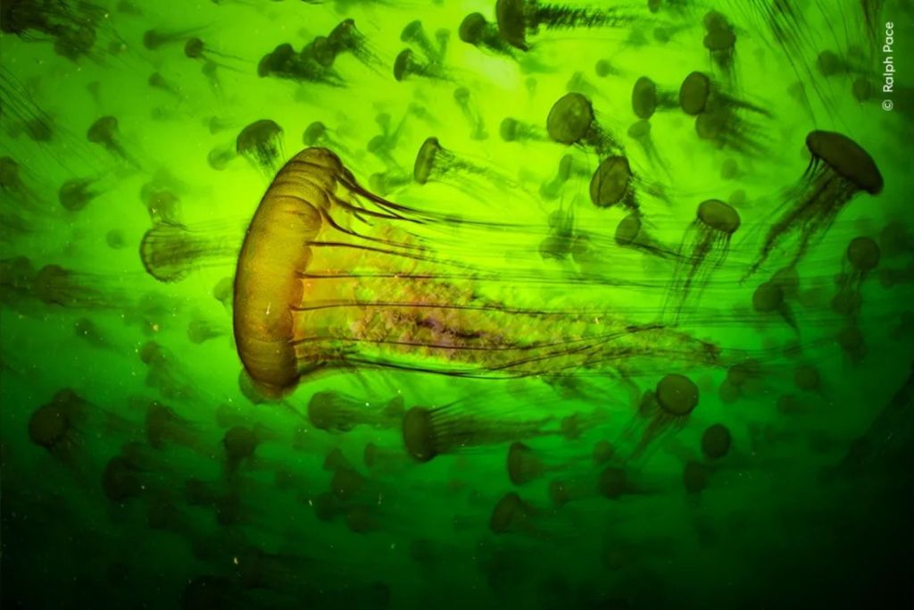 Jelly Smack Summer, de Ralph Pace