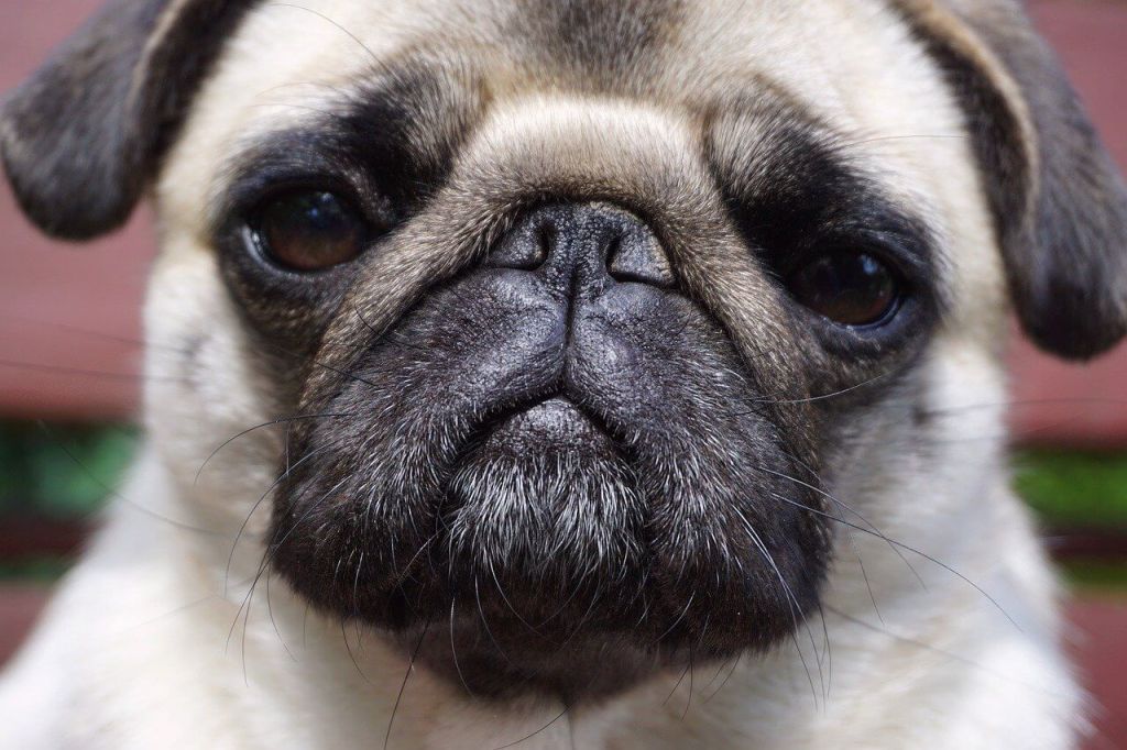 Perros de hocico corto bajo la lupa, el estudio que revela el lado oculto de su personalidad