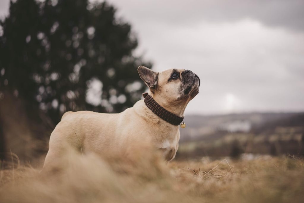 Perros de hocico corto bajo la lupa, el estudio que revela el lado oculto de su personalidad