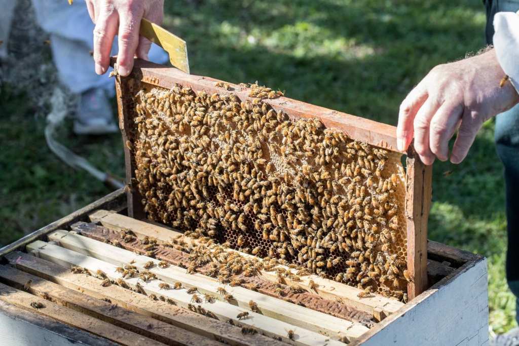 El nuevo estudio revela que las abejas alimentadas con un suplemento a base de levadura enriquecida lograron que hasta 15 veces más larvas alcanzaran la fase previa a la adultez