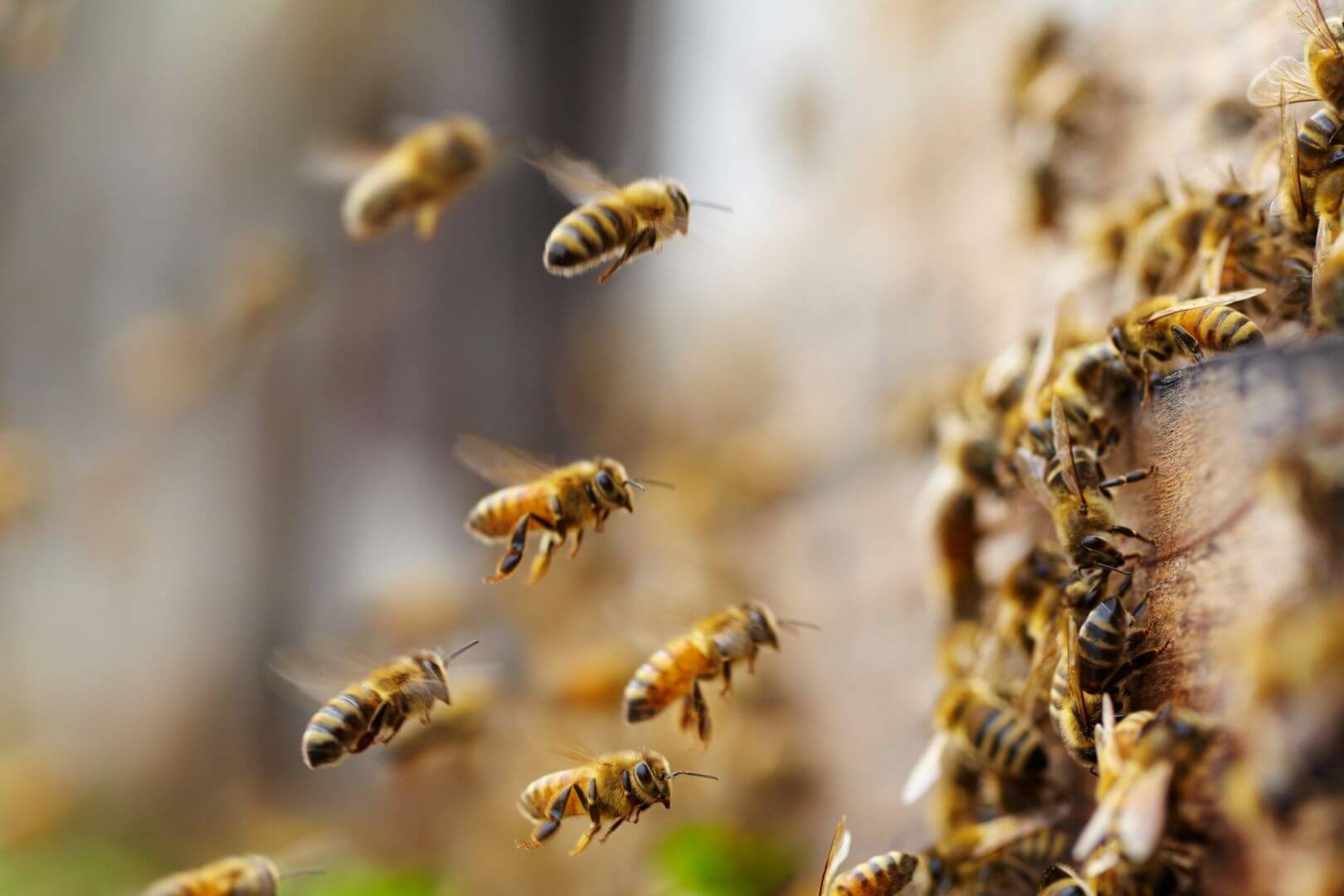 Científicos han creado un suplemento artificial capaz de aportar a las colonias de abejas los esteroles esenciales que necesitan para desarrollarse, favoreciendo así la supervivencia de sus larvas