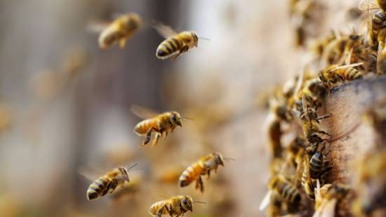 Científicos han creado un suplemento artificial capaz de aportar a las colonias de abejas los esteroles esenciales que necesitan para desarrollarse, favoreciendo así la supervivencia de sus larvas