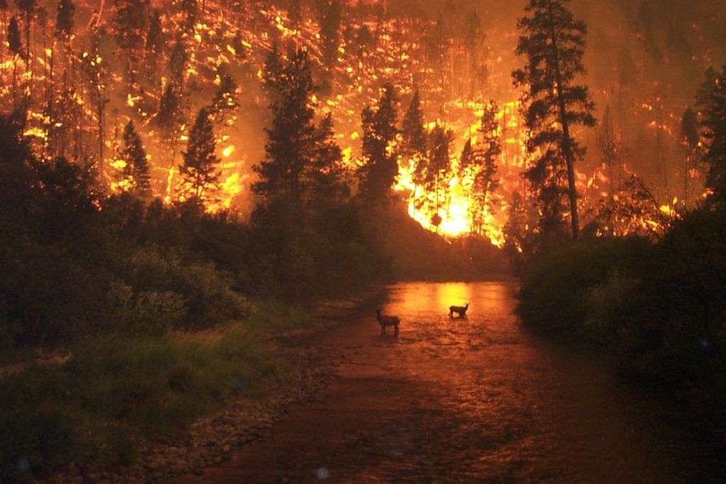 El cambio climático está alterando la dinámica del fuego