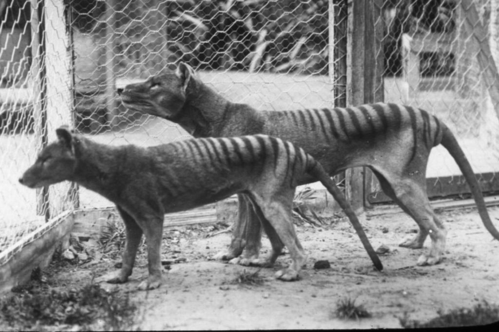 Un análisis genético cambia la historia del tigre de Tasmania