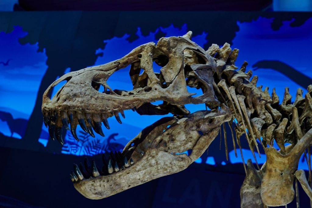 Cráneo fosilizado de un dinosaurio carnívoro, representante de los grandes depredadores del Mesozoico que dominaron la Tierra con estilos de caza tan variados como letales