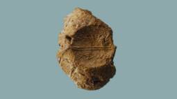 Sello de arcilla del periodo del Primer Templo con la inscripción ‘Yed[a‛]yah, hijo de Asayahu’, hallado en julio de 2025 por el Temple Mount Sifting Project