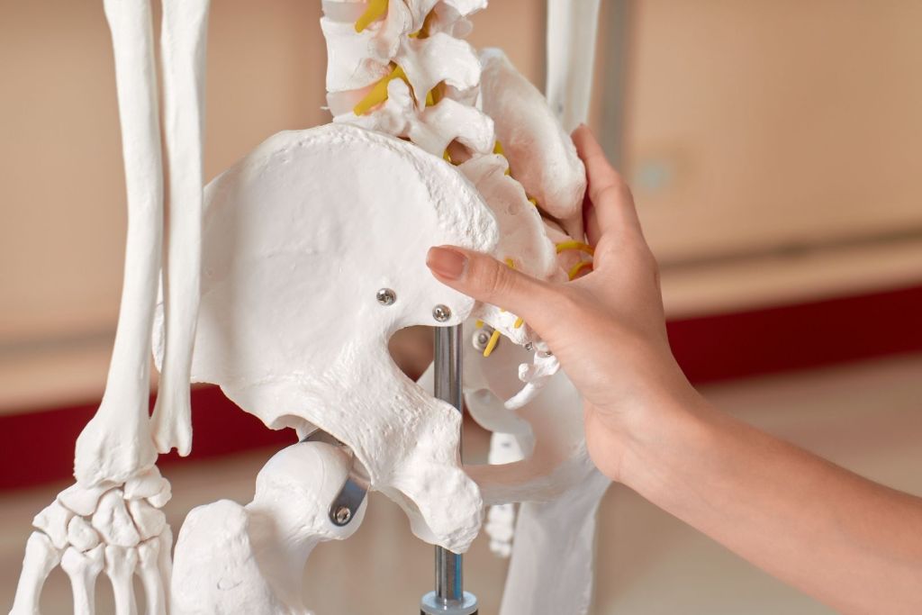 El ilion, el hueso más grande de la pelvis, fue crucial en la transición al bipedalismo