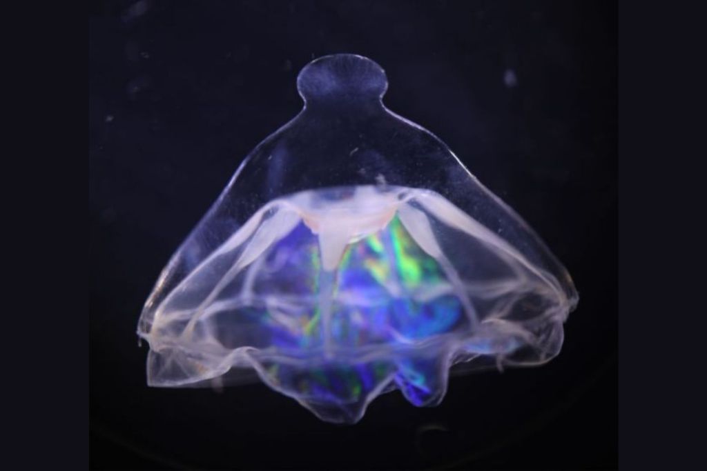 Las medusas con protuberancias habitan los océanos profundos de todo el planeta