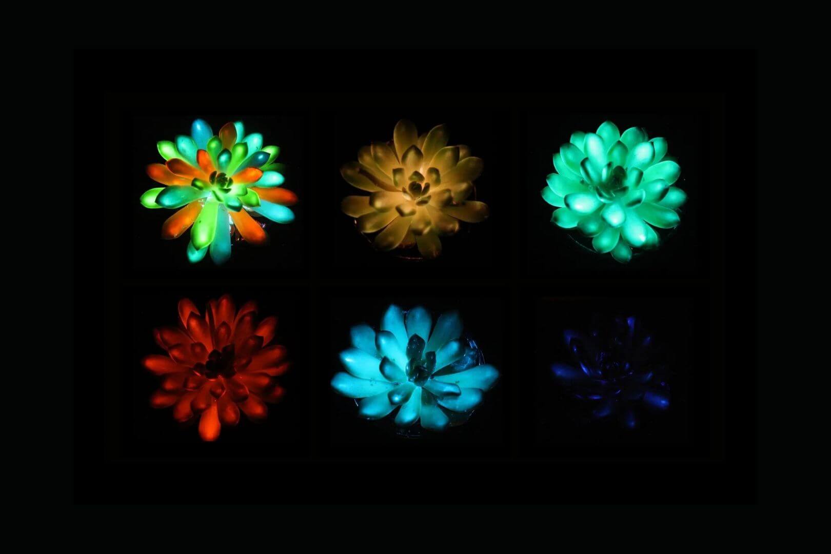 Suculentas que brillan en la oscuridad