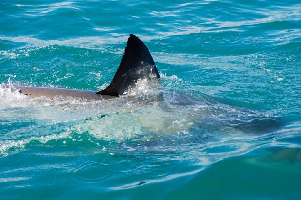 Los tiburones blancos están desplazándose hacia el norte