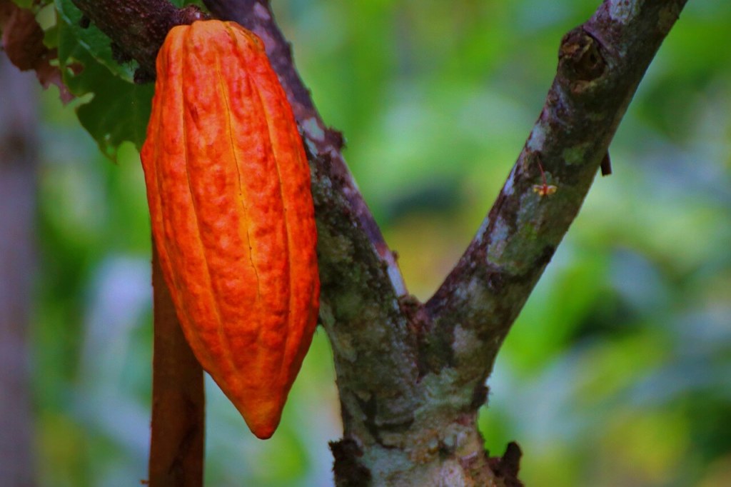 cacao