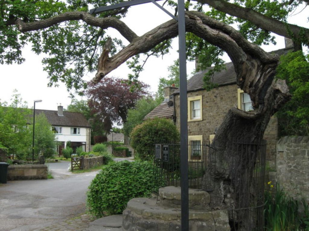 Caton oak
