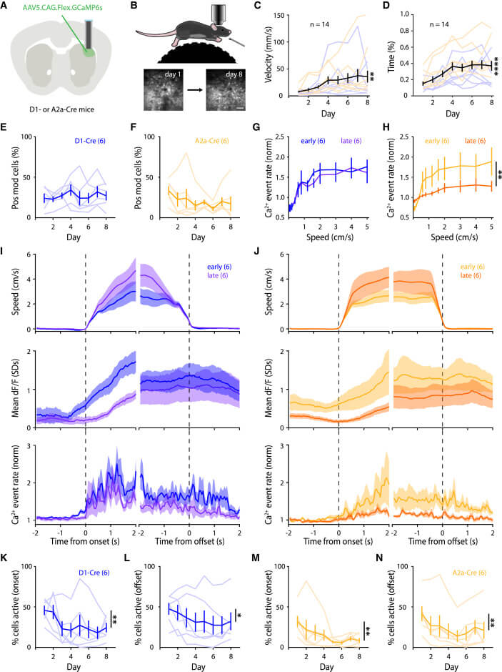 Así se entrena tu cerebro cuando repites un movimiento hasta hacerlo automático 2